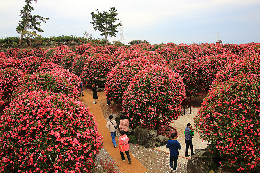 겨울 제주도 여행 빨간 제주 동백꽃 숲 제주 동백포레스트