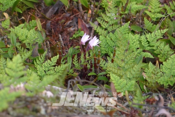 제주에서 드물게 발견되는 멸종위기 난초과 석곡, 목포시 고하도에서 첫 발견