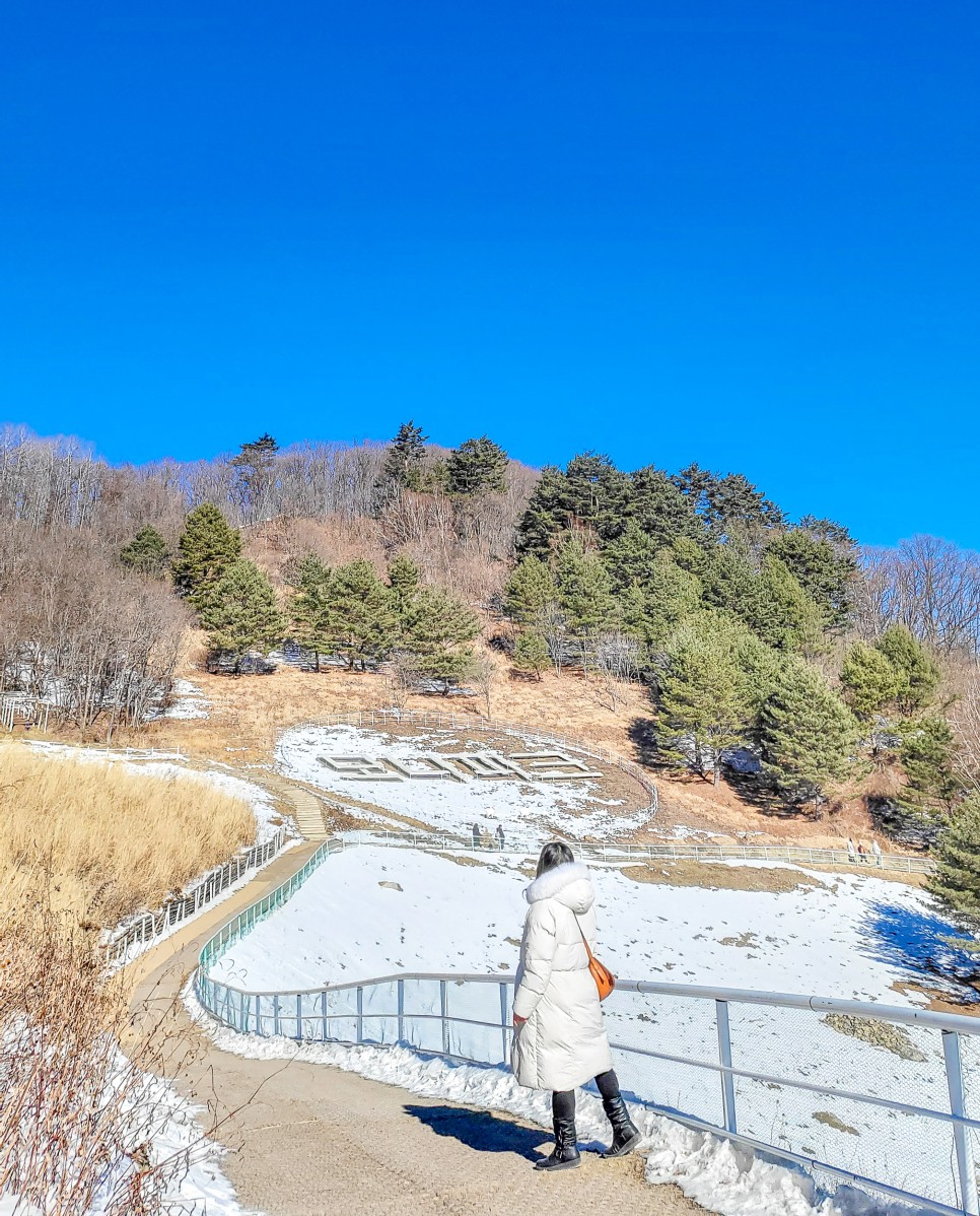 평창 용평가볼만한곳 용평리조트 애니포레 알파카농장 가문비 치유숲 힐링여행