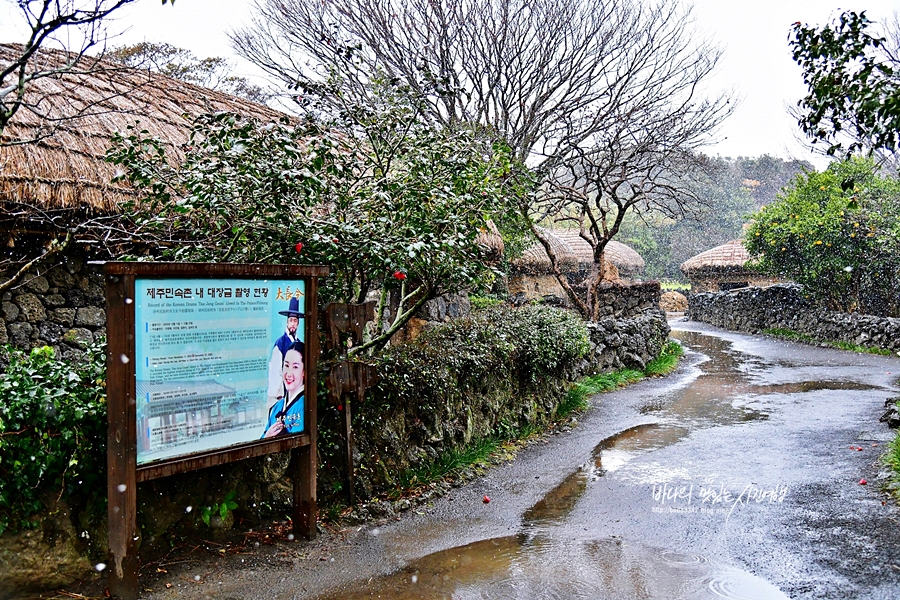 1월 제주도 가볼만한곳 노형수퍼마켙 제주 민속촌 동백꽃 명소