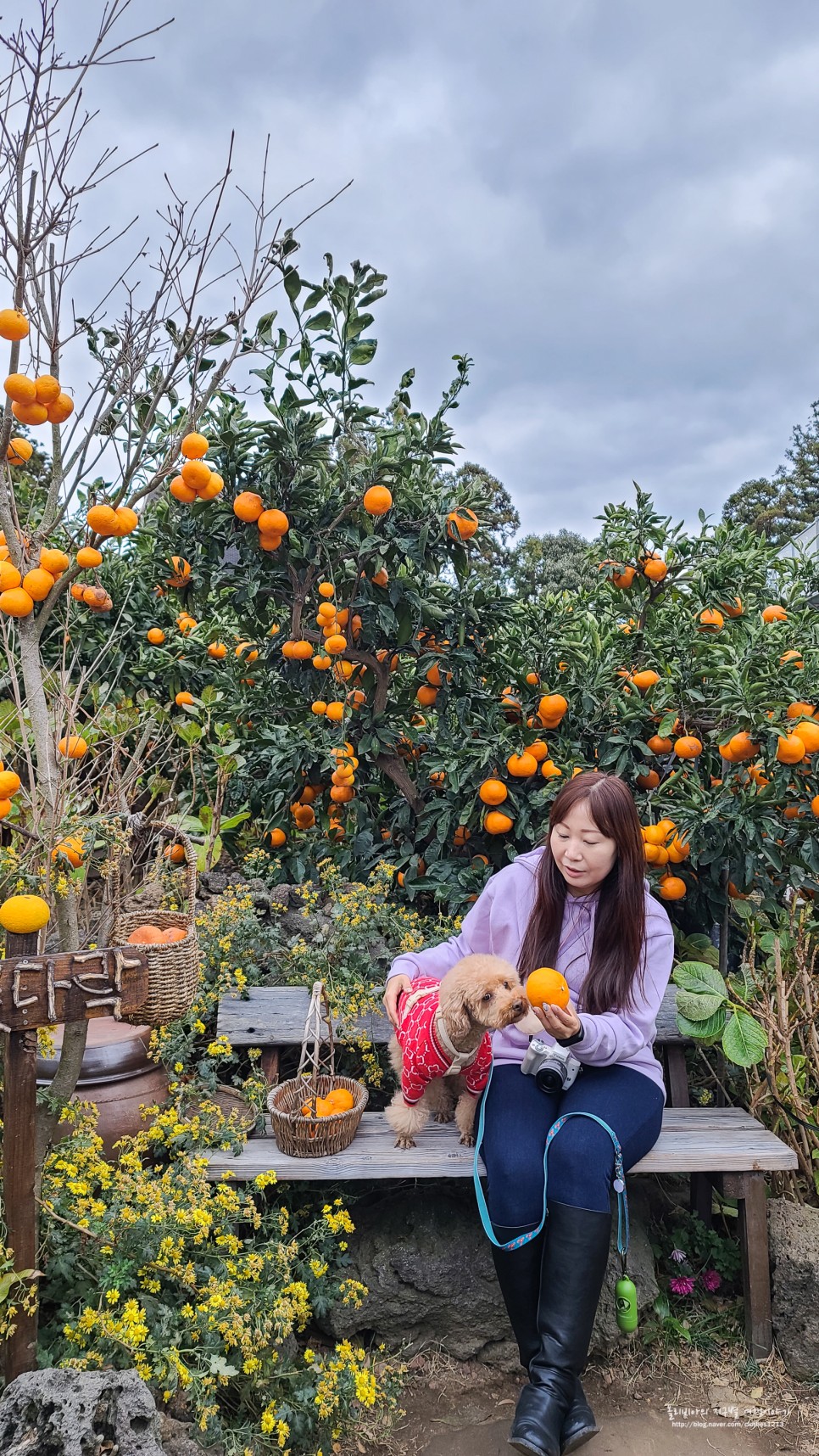 제주 귤꽃다락 감성 제주도 카페 애견동반 강아지동반