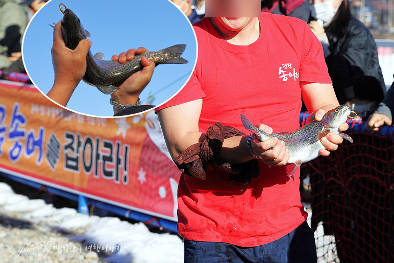 강원도 평창 가볼만한곳 평창송어축제 등 겨울 여행 추천