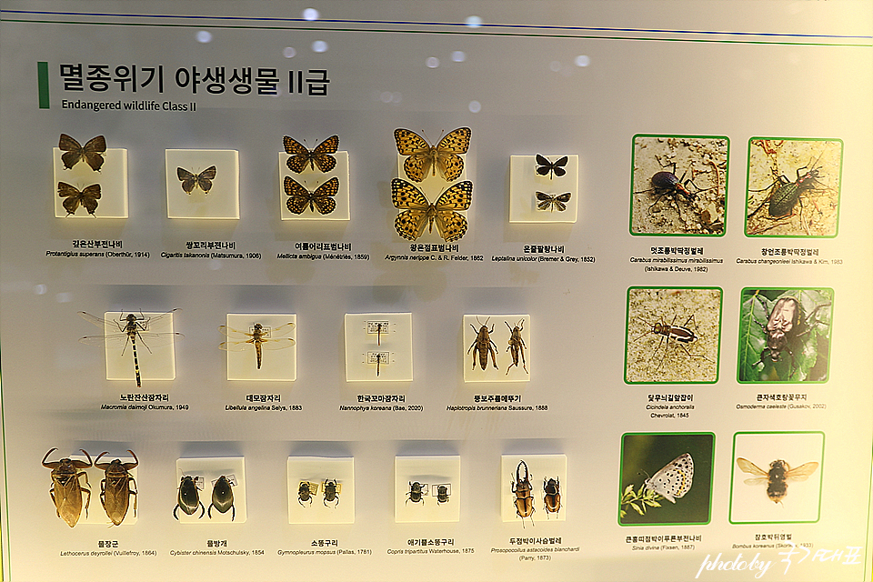 경기도 아이랑 갈만한곳 양평 곤충박물관