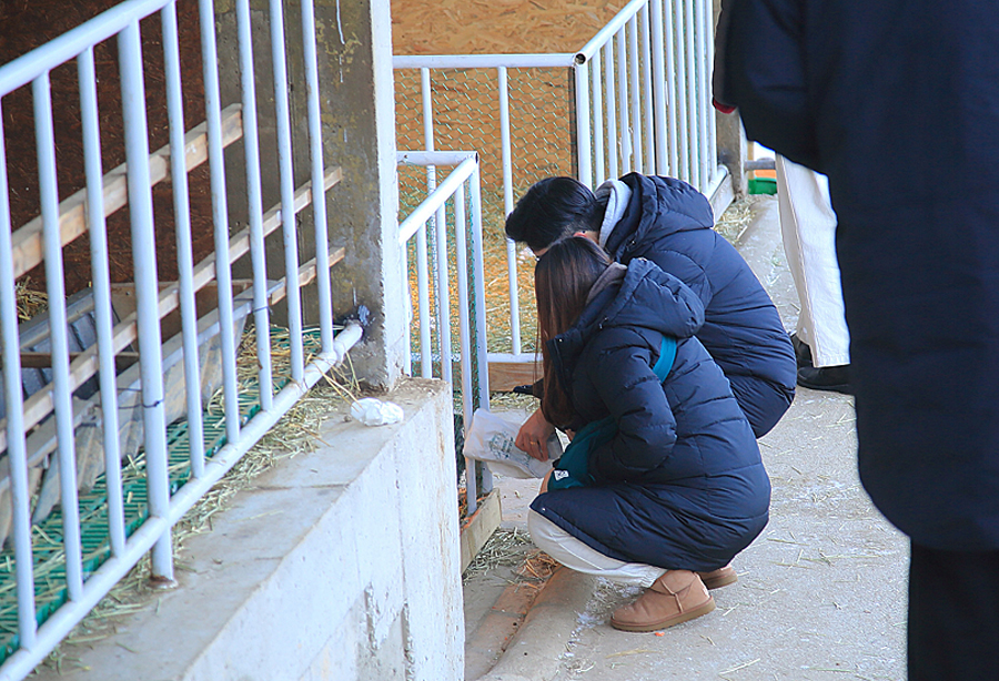 주말 서울근교 갈만한곳 당일치기여행 드라이브코스 서울근교 경기도 주말나들이 가평 양떼목장