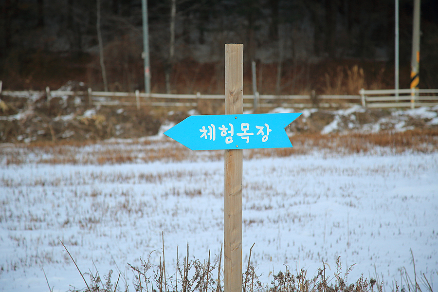 주말 서울근교 갈만한곳 당일치기여행 드라이브코스 서울근교 경기도 주말나들이 가평 양떼목장