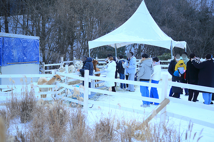 주말 서울근교 갈만한곳 당일치기여행 드라이브코스 서울근교 경기도 주말나들이 가평 양떼목장