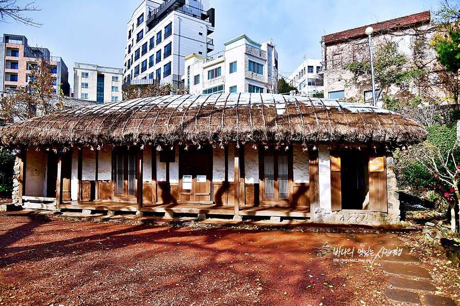 제주 서귀포 관광지 중문 매일 올레시장 이중섭거리 제주도1100고지 카멜리아힐