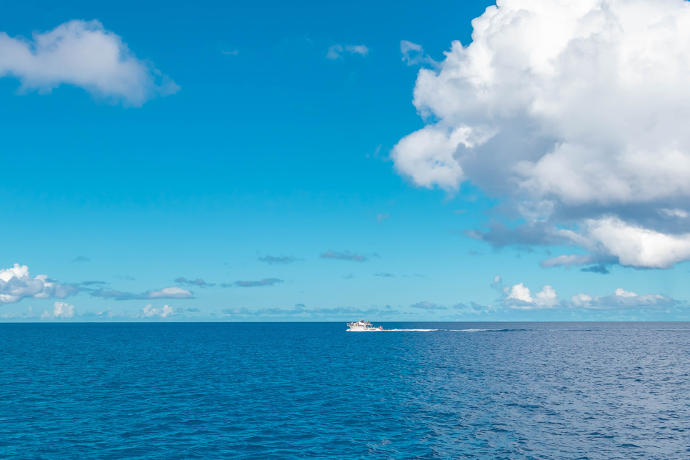 괌 자유여행 괌 돌핀크루즈 돌싱포맨 돌고래투어 나왔어요!
