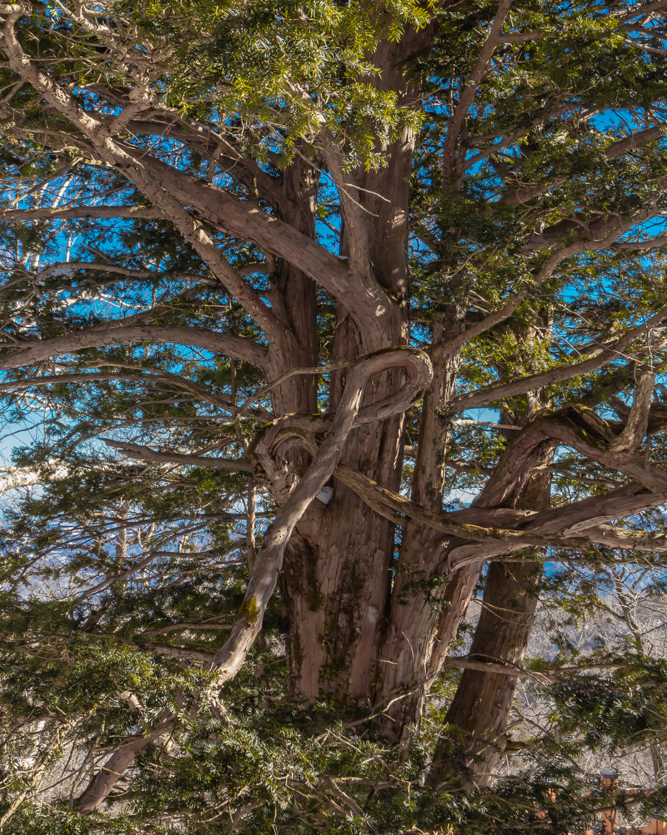강원도 평창여행 대관령 가볼만한곳 발왕산 케이블카 스카이워크 모나파크 천년주목숲길