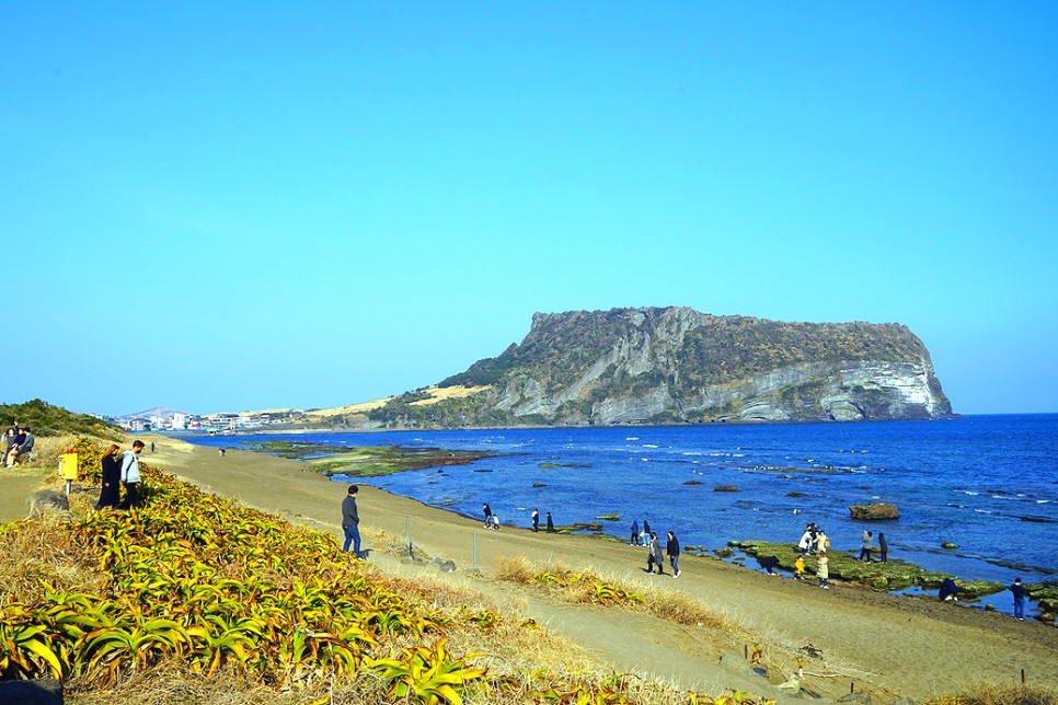 제주도 서귀포 가볼만한곳 제주 유채꽃 명소 유채꽃밭 코스