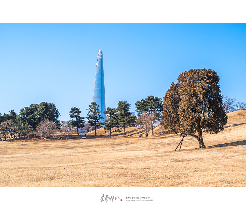 서울 여행 코스 나들이 서울 올림픽공원 나홀로나무