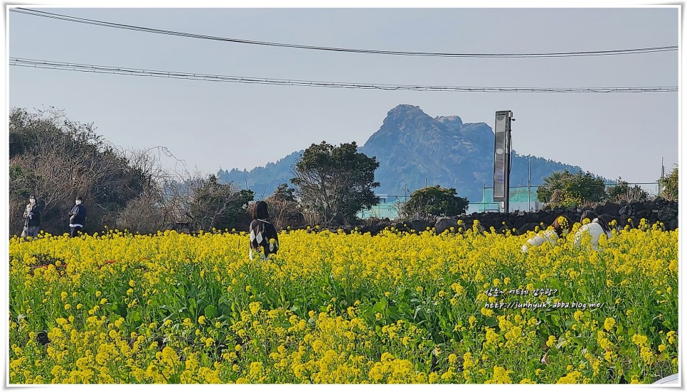 제주도 유채꽃 명소 제주 산방산 유채꽃밭