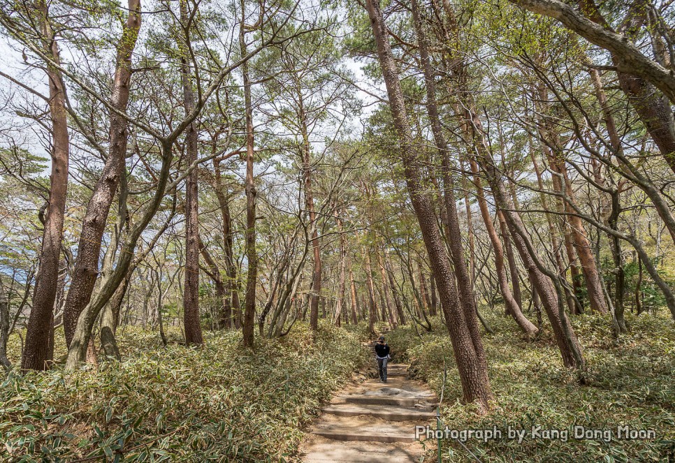 국내 여행지 추천 3월 제주도 가볼만한곳 제주 한라산 군산 오름 국내 섬 여행 꽃구경