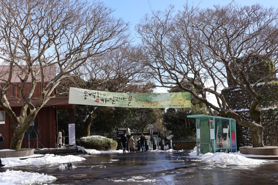 제주도 여행지 추천 제주 동백꽃 명소 카멜리아힐 할인팁