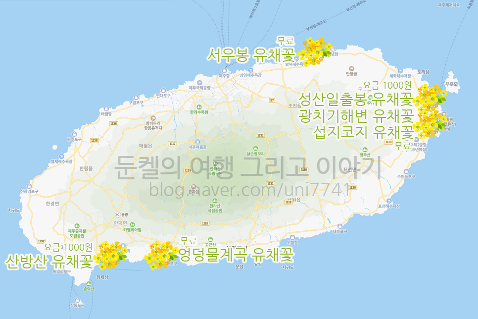 제주도 유채꽃 시기 산방산 엉덩물계곡 외 제주 유채꽃 명소