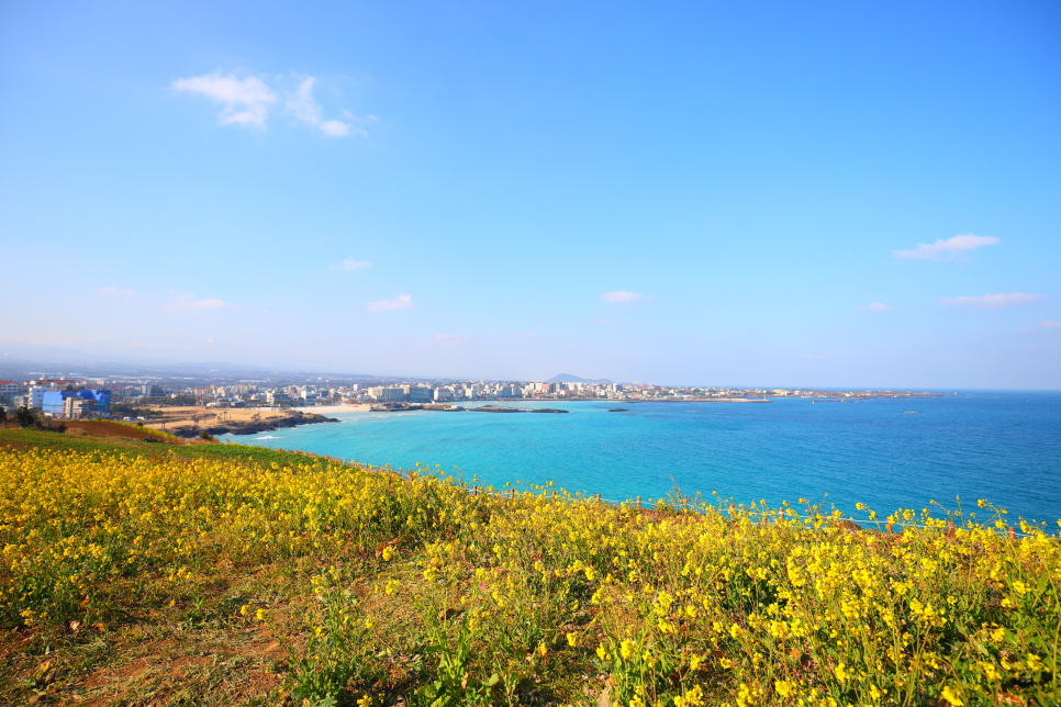 제주도 유채꽃 시기 산방산 엉덩물계곡 외 제주 유채꽃 명소