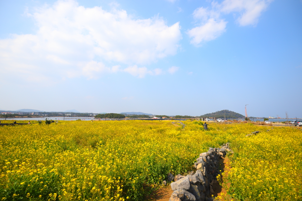 제주도 유채꽃 시기 산방산 엉덩물계곡 외 제주 유채꽃 명소