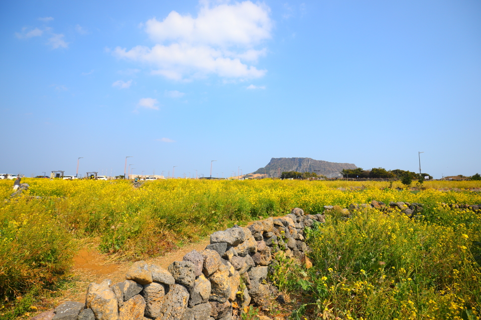 제주도 유채꽃 시기 산방산 엉덩물계곡 외 제주 유채꽃 명소