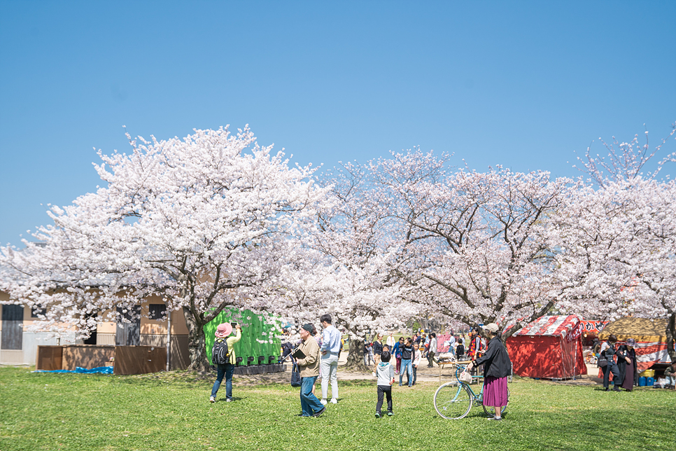 2023 일본 벚꽃 개화시기 만개 일본 벚꽃여행 구경 후쿠오카 도쿄