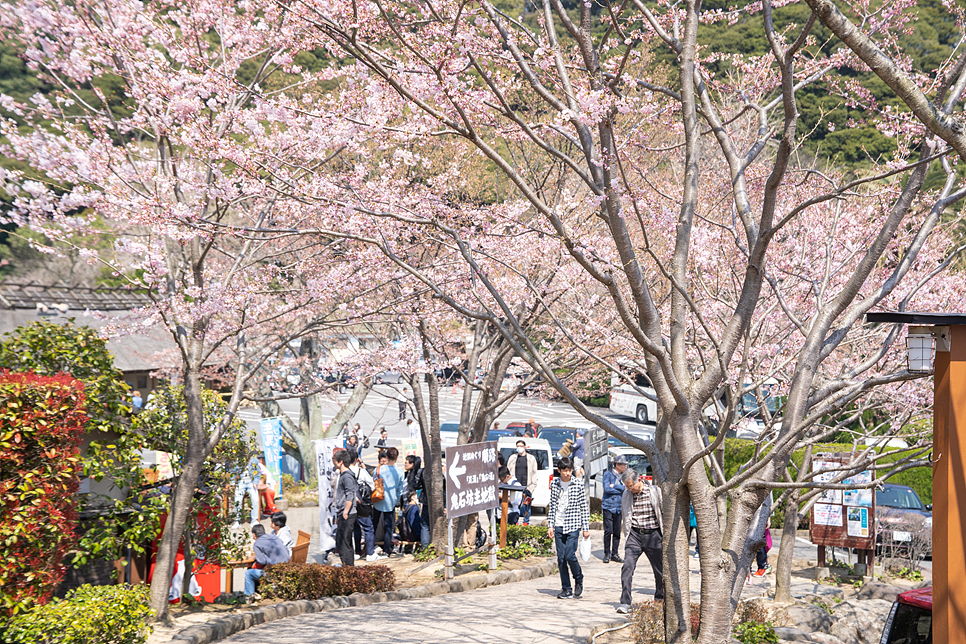 2023 일본 벚꽃 개화시기 만개 일본 벚꽃여행 구경 후쿠오카 도쿄