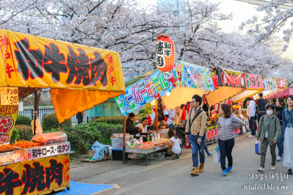 일본 벚꽃여행 개화 만개 시기 오사카 교토 후쿠오카 도쿄 벚꽃명소