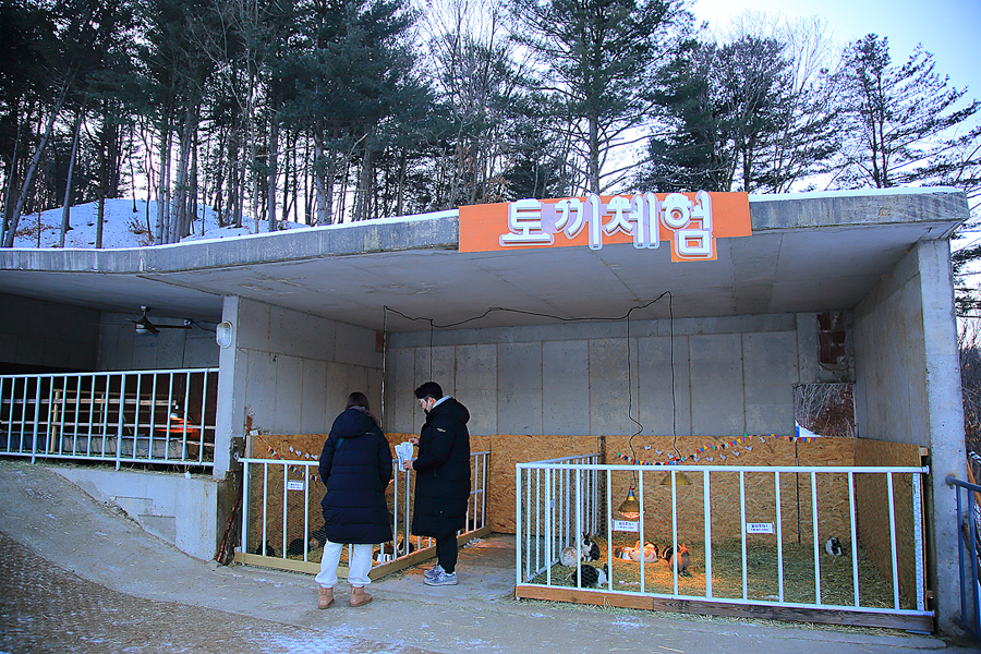 경기도 동물체험 가평 가볼만한곳 먹거리 주말 갈만한곳 서울근교 양떼 목장 체험