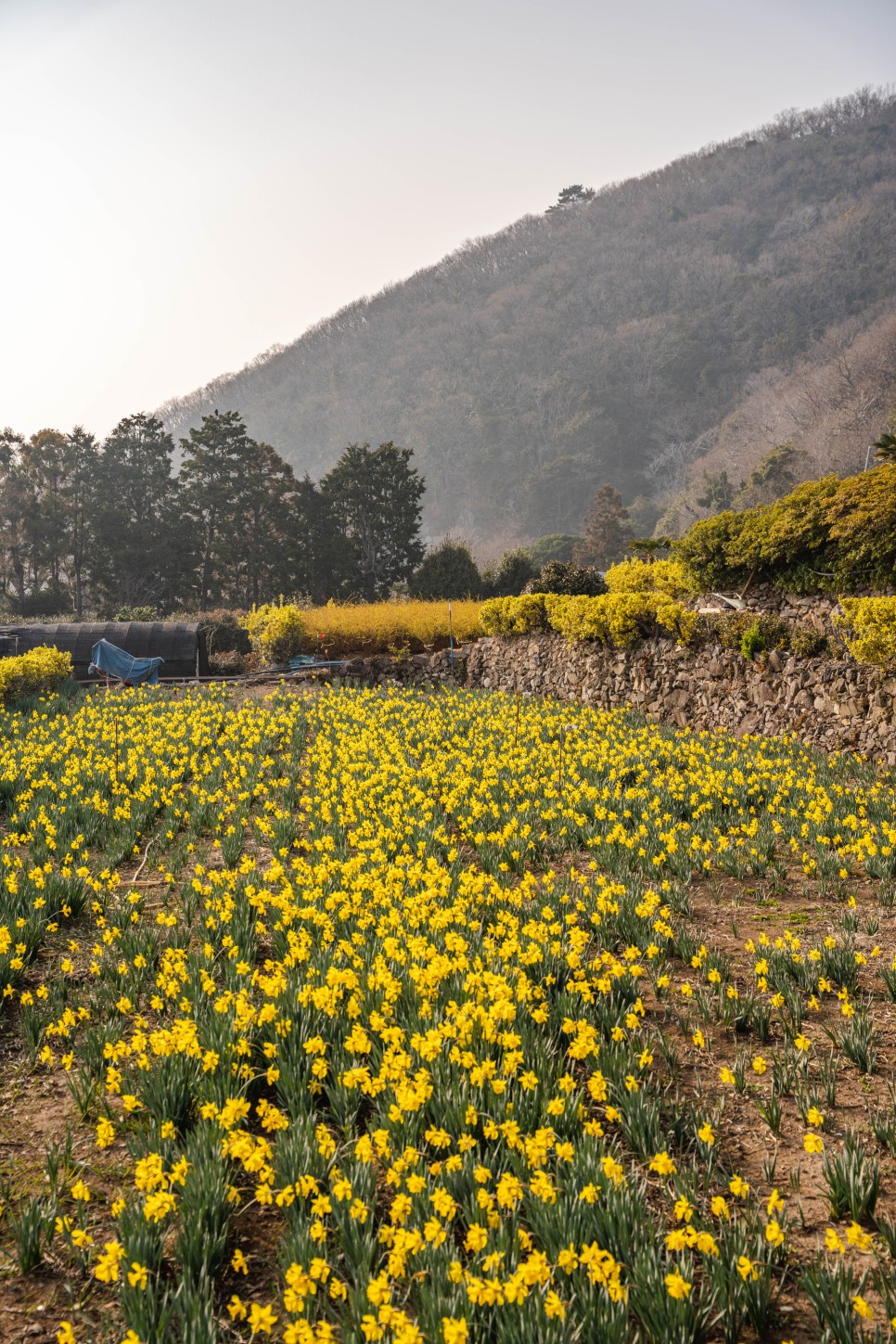 봄꽃 여행, 노란 물결이 일렁이는 수선화 명소 모음 4 :: 홍성 거북이마을, 서산 유기방가옥, 거제 공곶이, 부산 오륙도 해맞이공원, 봄나들이