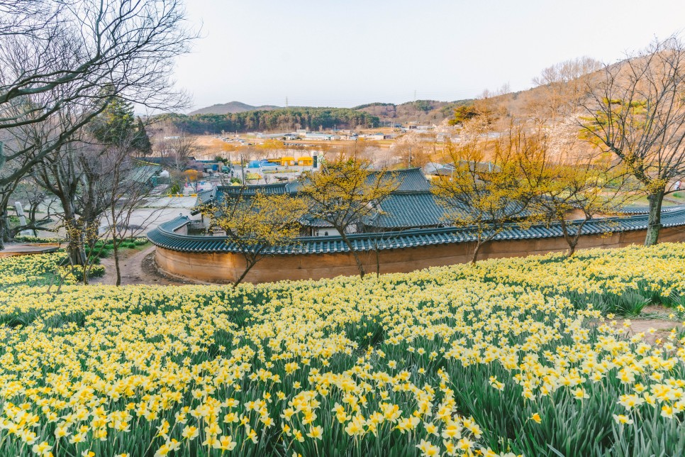 봄꽃 여행, 노란 물결이 일렁이는 수선화 명소 모음 4 :: 홍성 거북이마을, 서산 유기방가옥, 거제 공곶이, 부산 오륙도 해맞이공원, 봄나들이
