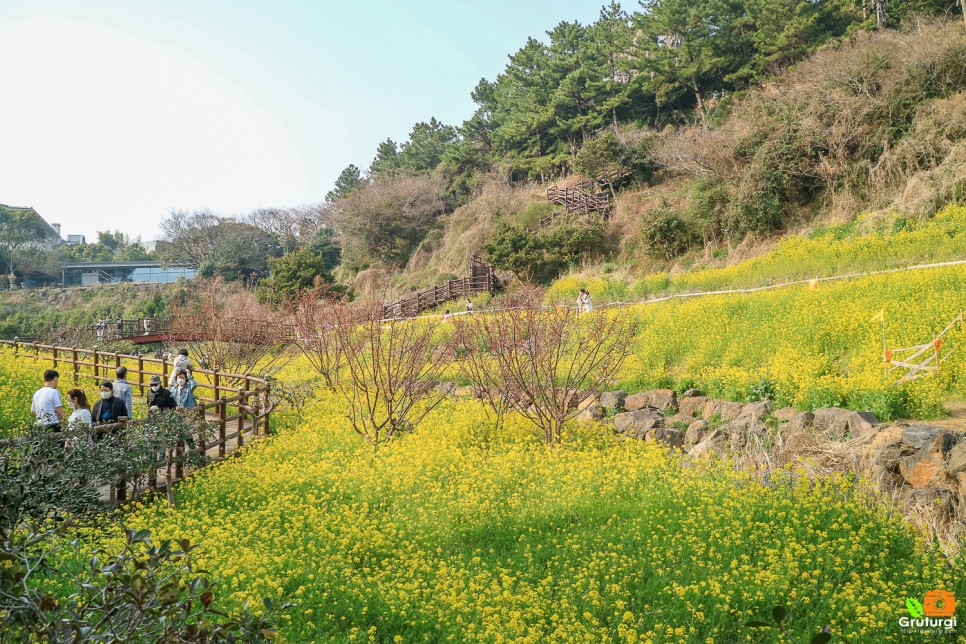 제주 유채꽃 명소 유채꽃밭 봄꽃구경 제주도 여행지 추천