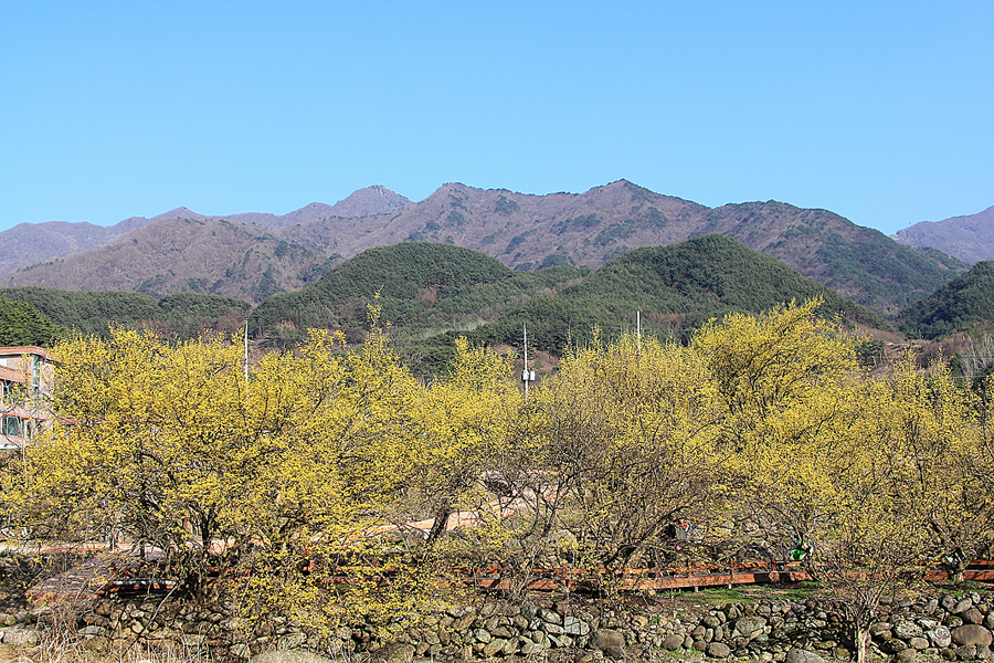 2023 구례 산수유꽃축제 산수유마을 3월 꽃구경