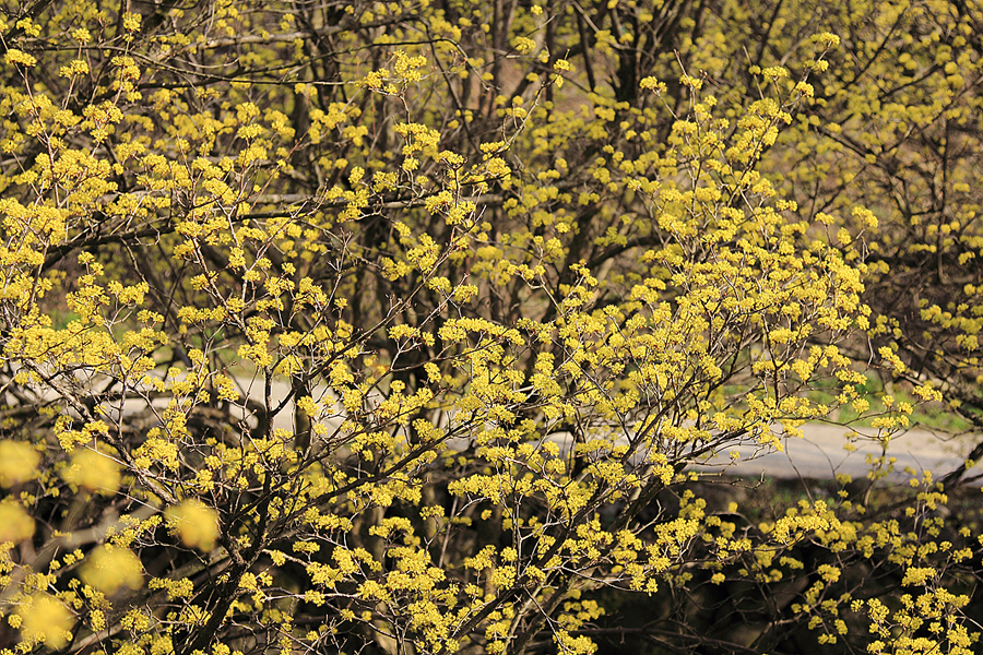 2023 구례 산수유꽃축제 산수유마을 3월 꽃구경