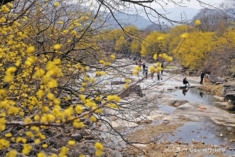 구례 산수유축제 구례 산수유마을 개화상황 3/8