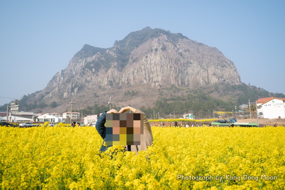 제주도 봄 여행 봄꽃 개화시기 나들이 제주 유채꽃 명소 제주도 산방산 유채꽃 밭