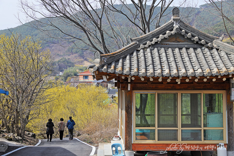 구례 산수유축제 구례 산수유마을 개화상황 3/8