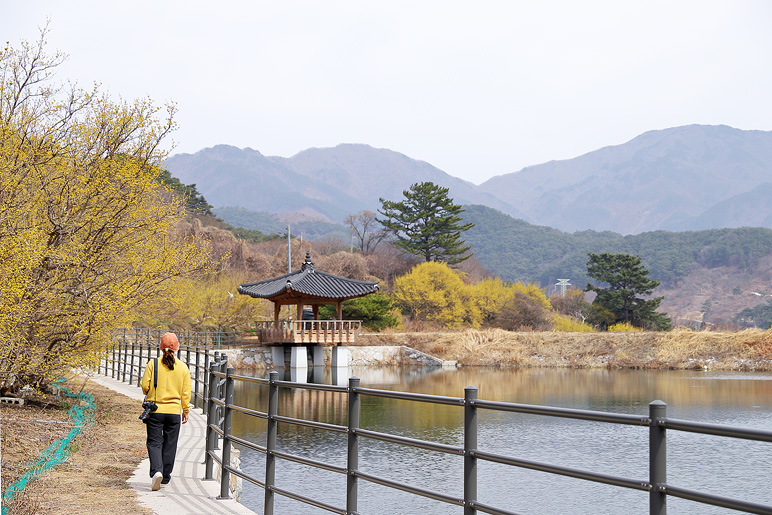 구례 산수유축제 구례 산수유마을 개화상황 3/8