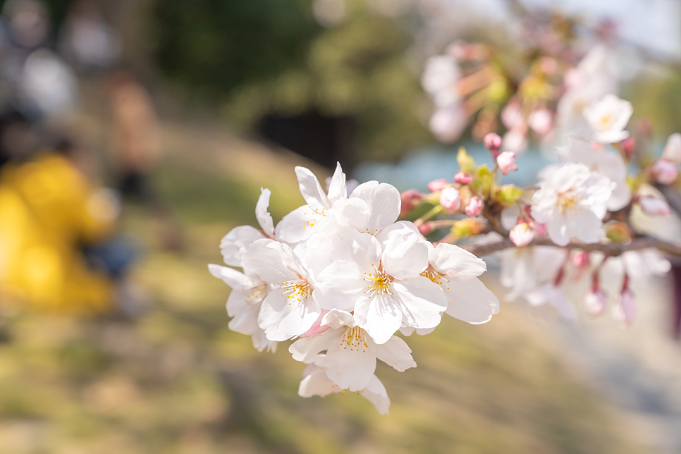 후쿠오카 여행 코스 벚꽃 명소 일본 후쿠오카 항공권 특가 팁