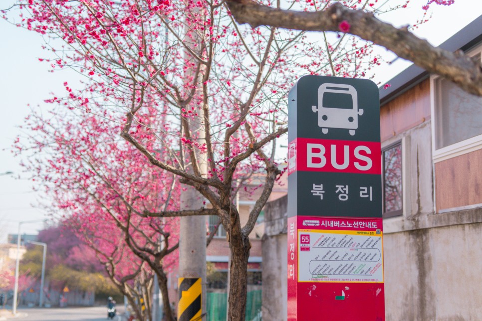 순천 여행, 향긋한 꽃내음을 만끽할 봄 여행코스 :: 선암사, 낙안읍성, 탐매마을, 순천만국가정원, 순천 가볼만한곳, 봄나들이, 전남 가볼만한 곳