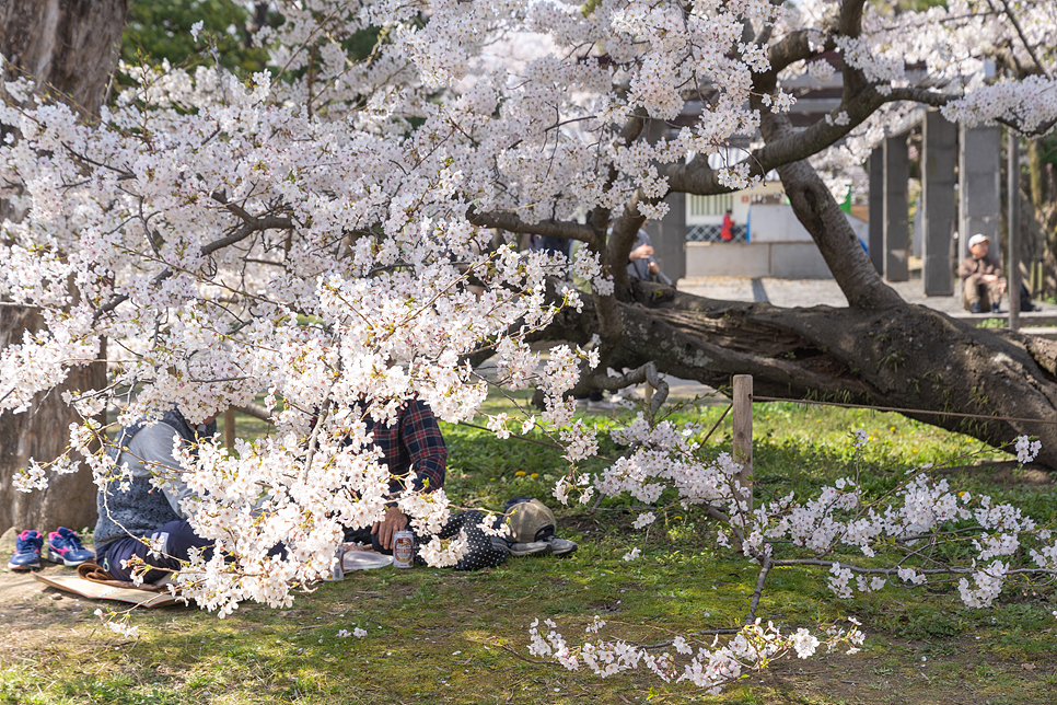 후쿠오카 여행 코스 벚꽃 명소 일본 후쿠오카 항공권 특가 팁