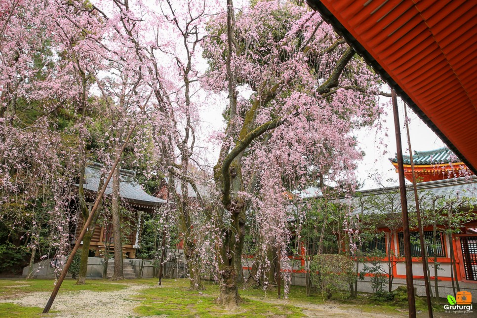 2023 일본 벚꽃 개화시기 만개시기 벚꽃 명소 교토 여행 교토 가볼만한곳