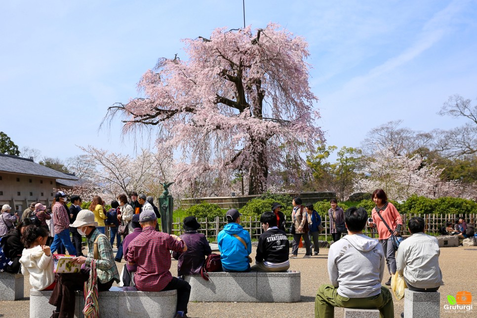 2023 일본 벚꽃 개화시기 만개시기 벚꽃 명소 교토 여행 교토 가볼만한곳