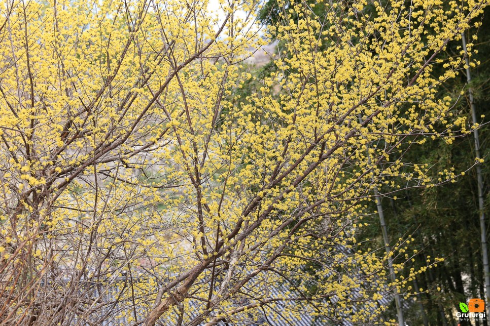 광양 가볼만한곳 광양 매화축제 광양 매화마을 개화시기 광양 여행