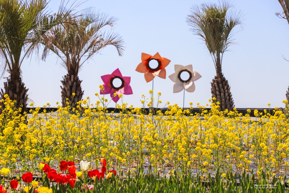 4월 꽃구경 태안 튤립축제 안면도 공원 세계튤립꽃박람회 태안 꽃축제 애견동반 코리아플라워파크