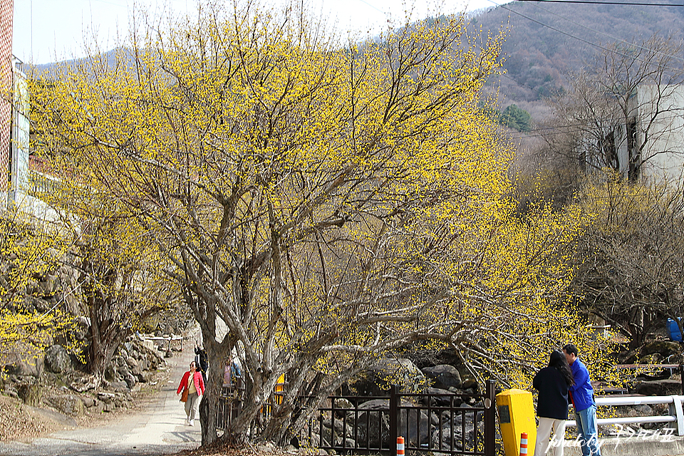 봄꽃축제 열리는 구례 산수유축제 3월 꽃구경