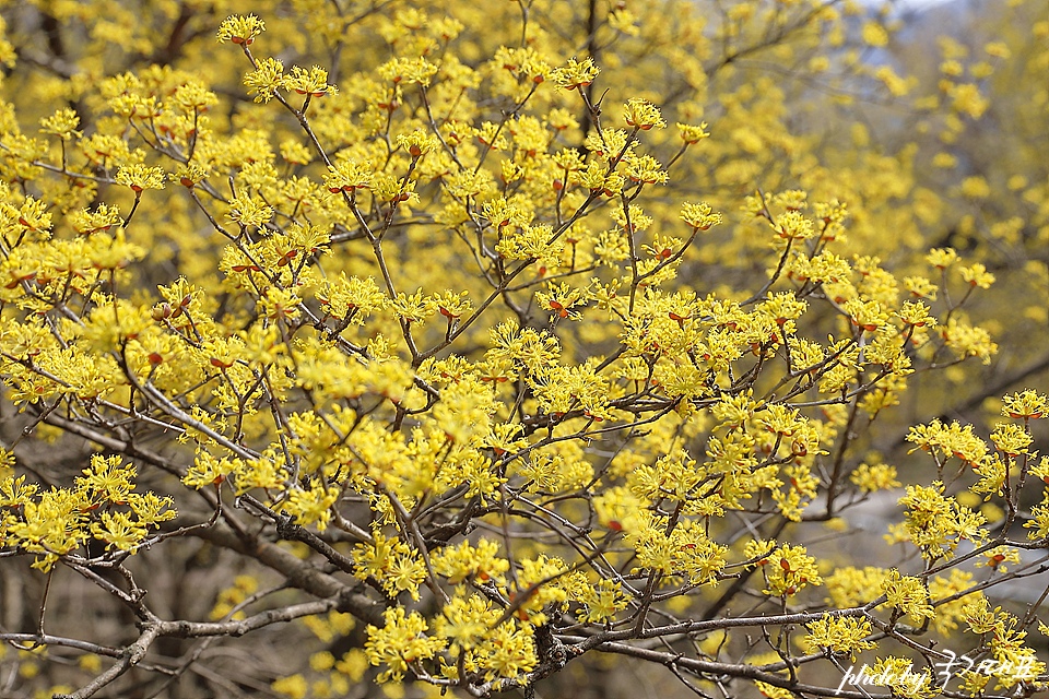 봄꽃축제 열리는 구례 산수유축제 3월 꽃구경