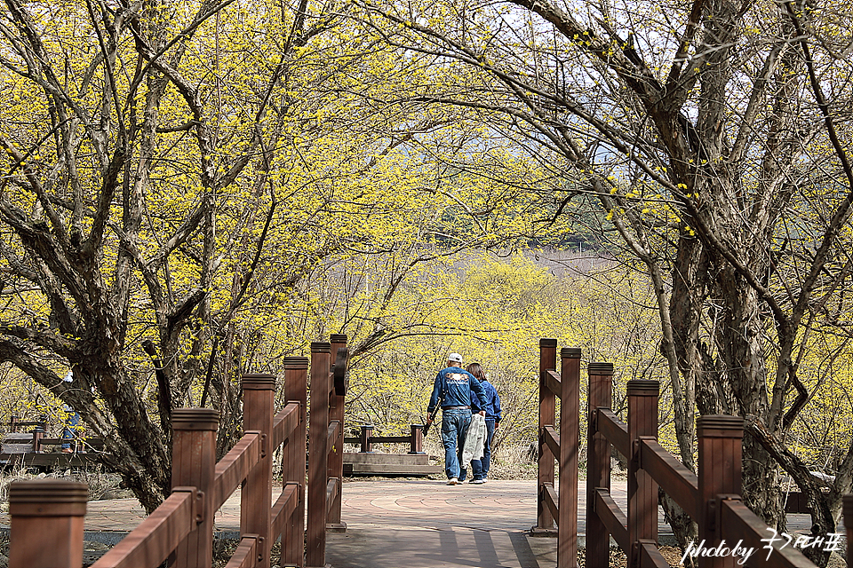 봄꽃축제 열리는 구례 산수유축제 3월 꽃구경