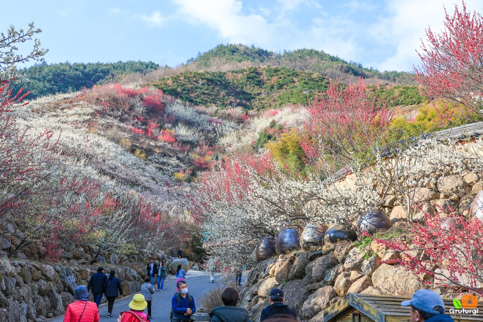 광양 가볼만한곳 광양 매화축제 광양 매화마을 개화시기 광양 여행