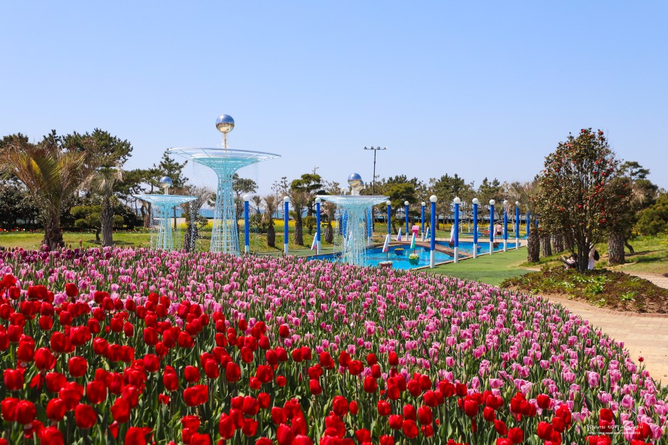 4월 꽃구경 태안 튤립축제 안면도 공원 세계튤립꽃박람회 태안 꽃축제 애견동반 코리아플라워파크