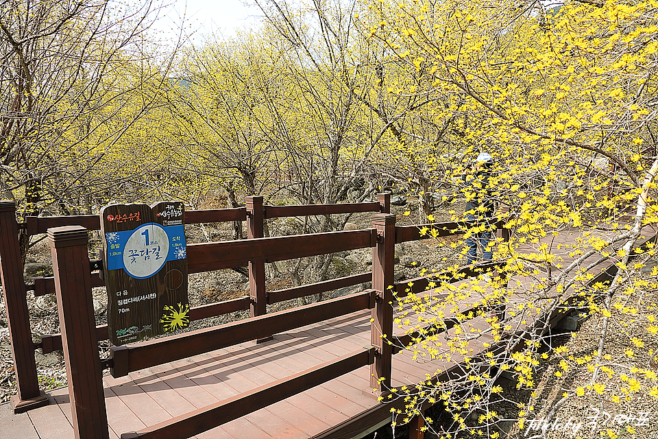 봄꽃축제 열리는 구례 산수유축제 3월 꽃구경