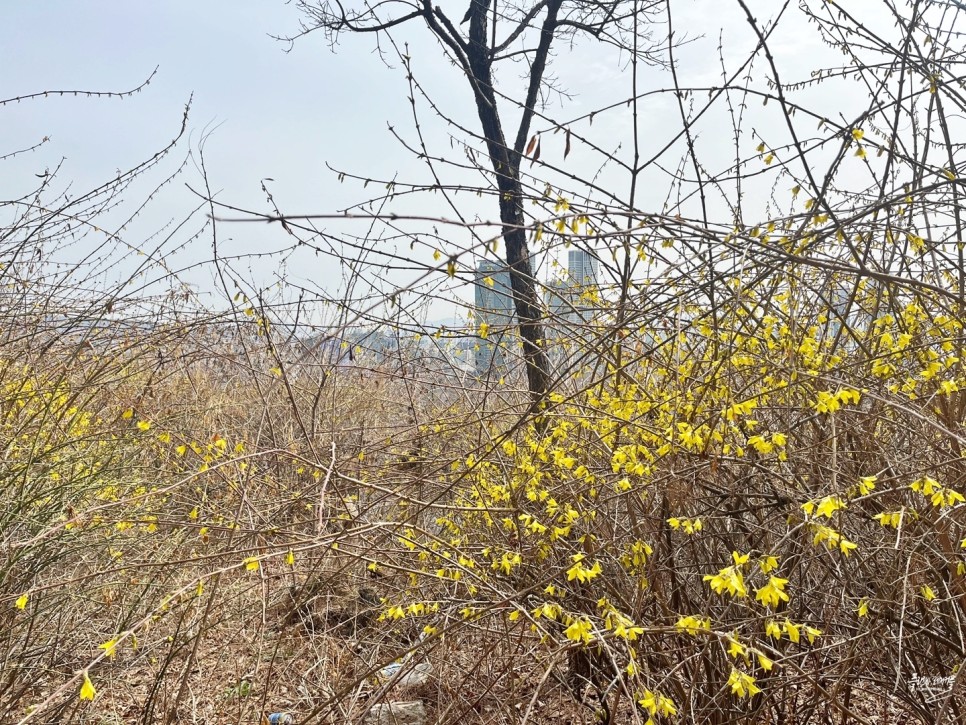 서울 봄꽃구경 가볼만한곳 응봉산 개나리 축제 팔각정 주차장