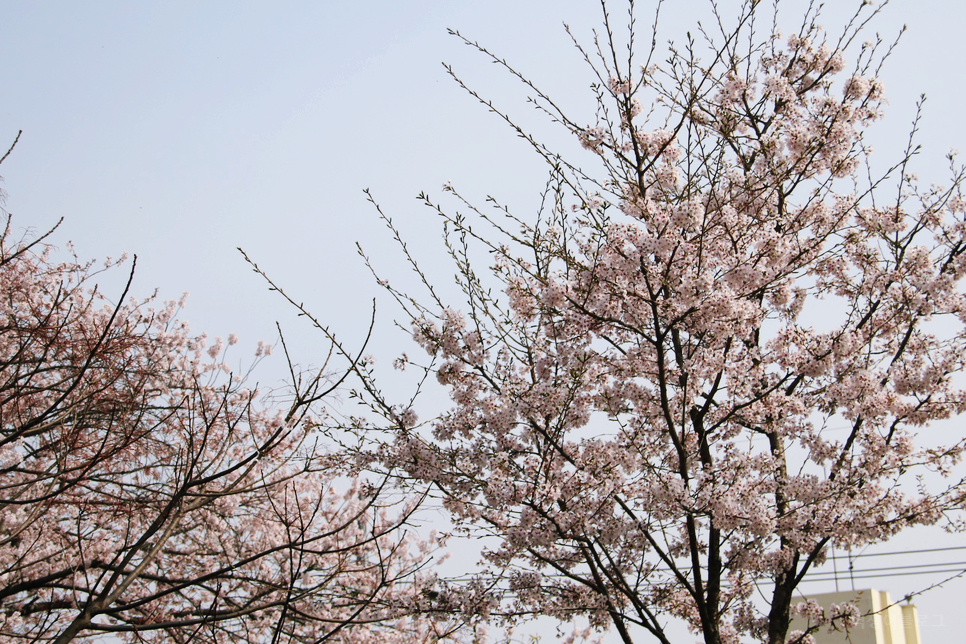 2023 진해군항제 국내 봄 여행지 진해 벚꽃축제 여좌천 로망스다리